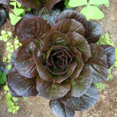 Opera Instantánea_2024-08-17_211647_cata81logolechugas.pdf