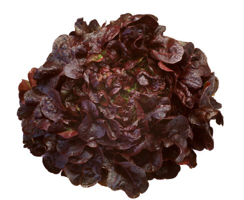 webimage-3D3E50EC-E3F7-4B83-936FBBF856A43172